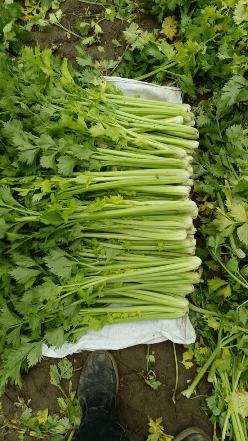 芹菜赶集货价格便宜