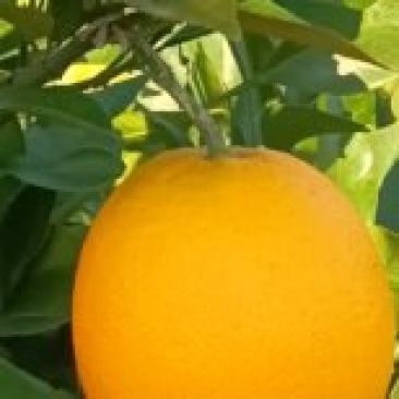 广西桂林全州县的纽荷尔脐橙大量上市，颜色红，橙香味浓