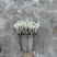 成都芙蓉菊批发城东区苗木基地供应各类规格芙蓉菊基地