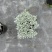 成都芙蓉菊批发城东区苗木基地供应各类规格芙蓉菊基地