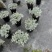 成都芙蓉菊批发城东区苗木基地供应各类规格芙蓉菊基地