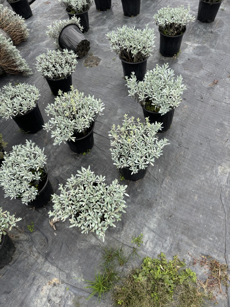 成都芙蓉菊批发城东区苗木基地供应各类规格芙蓉菊基地