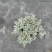 成都芙蓉菊批发城东区苗木基地供应各类规格芙蓉菊基地