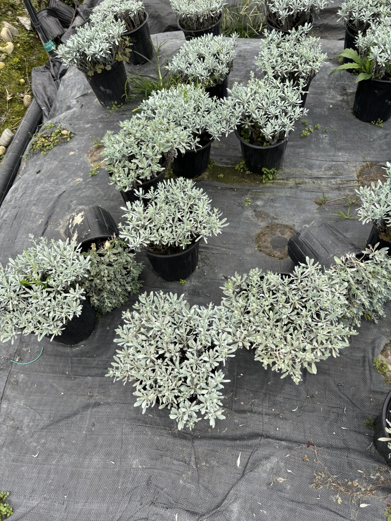 成都芙蓉菊批发城东区苗木基地供应各类规格芙蓉菊基地