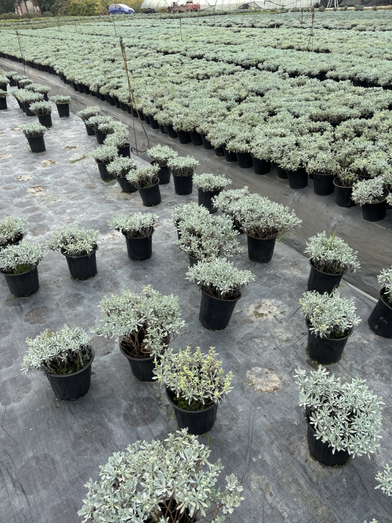 成都芙蓉菊批发城东区苗木基地供应各类规格芙蓉菊基地