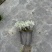 成都芙蓉菊批发城东区苗木基地供应各类规格芙蓉菊基地