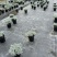 成都芙蓉菊批发城东区苗木基地供应各类规格芙蓉菊基地