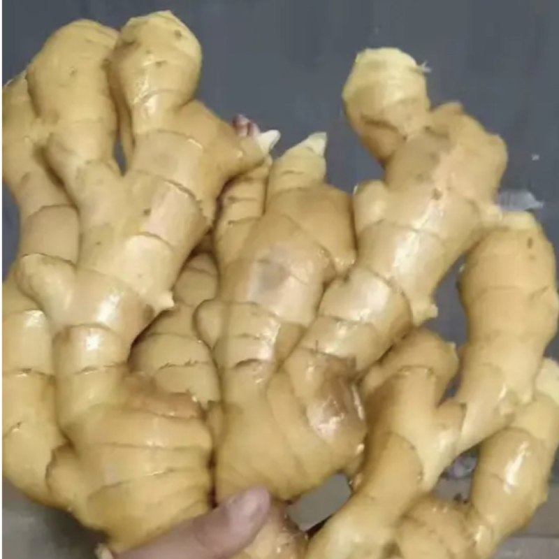 精品大黄姜红芽姜大量现货供应全国欢迎咨询