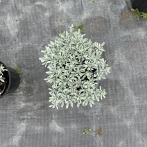 贵州芙蓉菊批发贵州苗木基地供应各类规格芙蓉菊基地