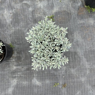 贵州芙蓉菊批发贵州苗木基地供应各类规格芙蓉菊基地