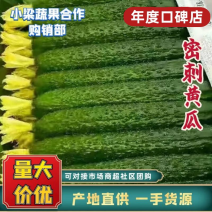 【广东精品】密刺黄瓜广东湛江，产地直供现摘现发，量大从优