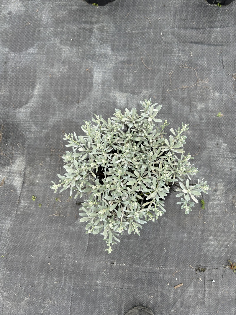 重庆芙蓉菊批发重庆苗木基地供应各类规格芙蓉菊基地