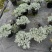 重庆芙蓉菊批发重庆苗木基地供应各类规格芙蓉菊基地