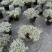 重庆芙蓉菊批发重庆苗木基地供应各类规格芙蓉菊基地