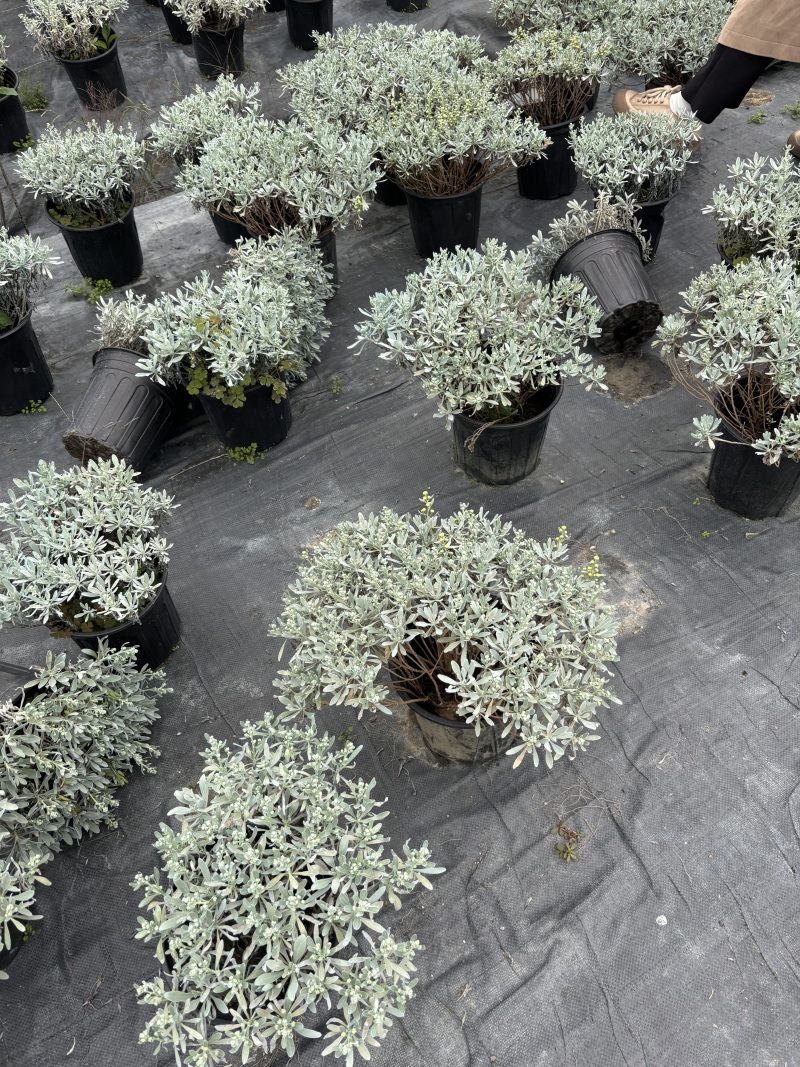 重庆芙蓉菊批发重庆苗木基地供应各类规格芙蓉菊基地