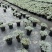 重庆芙蓉菊批发重庆苗木基地供应各类规格芙蓉菊基地