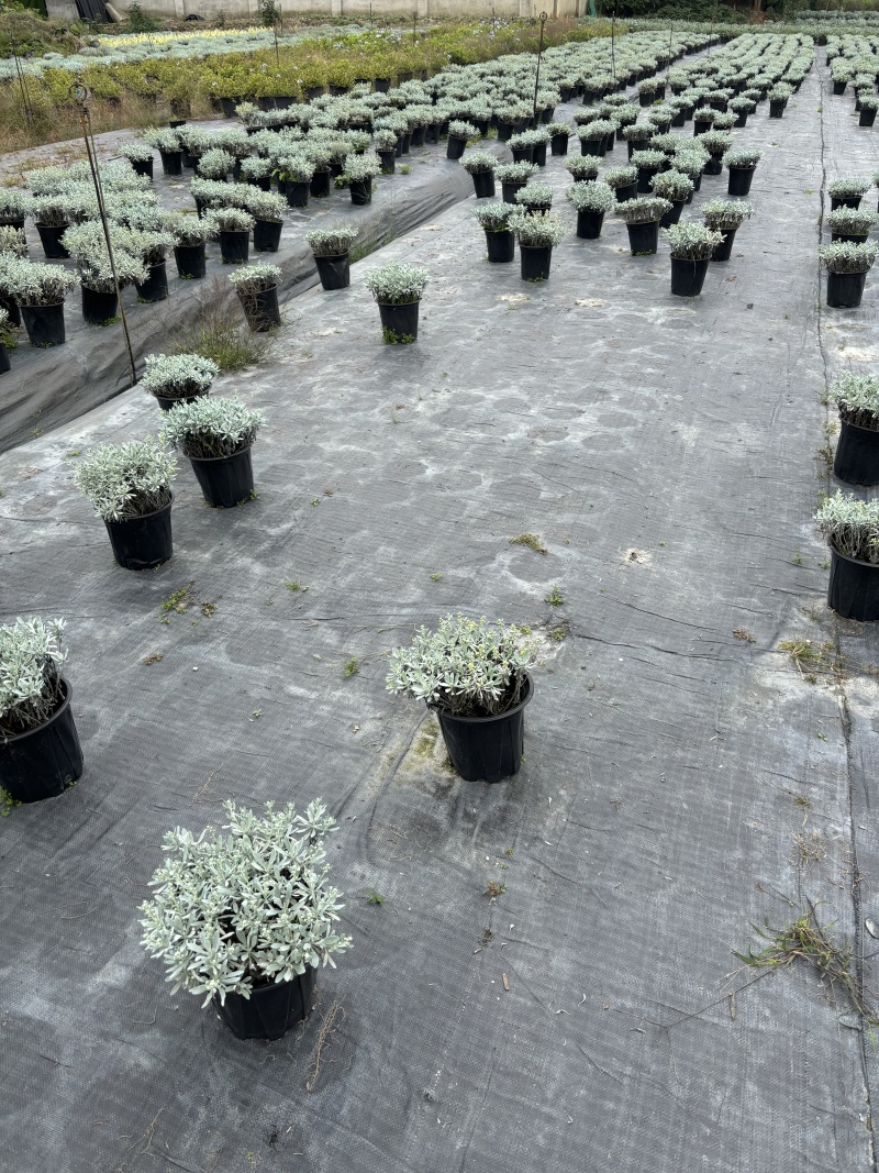 重庆芙蓉菊批发重庆苗木基地供应各类规格芙蓉菊基地
