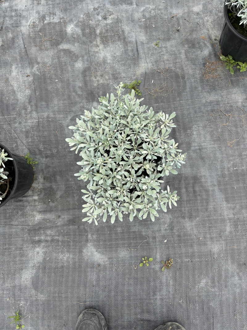 重庆芙蓉菊批发重庆苗木基地供应各类规格芙蓉菊基地