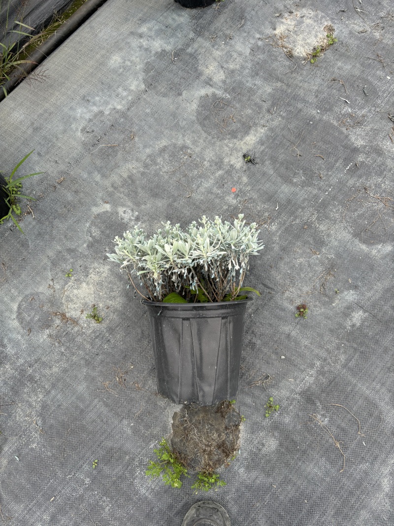 重庆芙蓉菊批发重庆苗木基地供应各类规格芙蓉菊基地