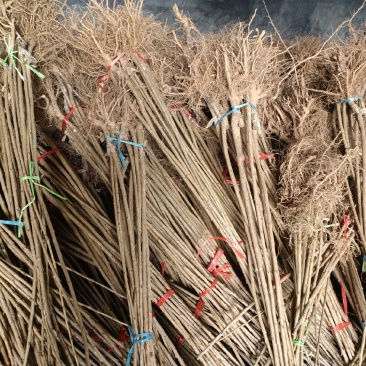 车厘子大樱桃树苗金脆蜜弗里斯克蜜露齐早，基地直发，苗对版