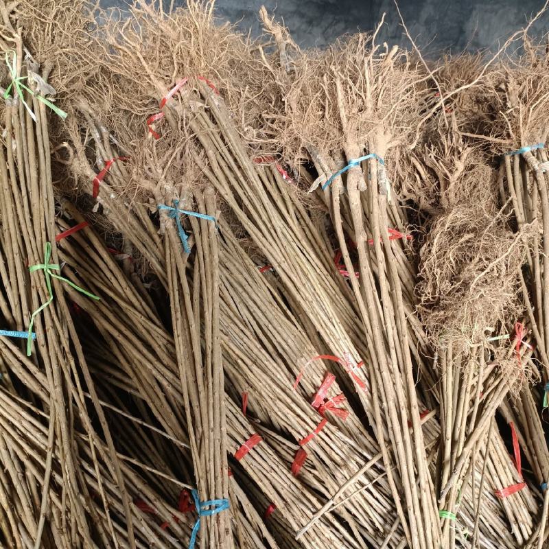 车厘子大樱桃树苗金脆蜜弗里斯克蜜露齐早，基地直发，苗对版