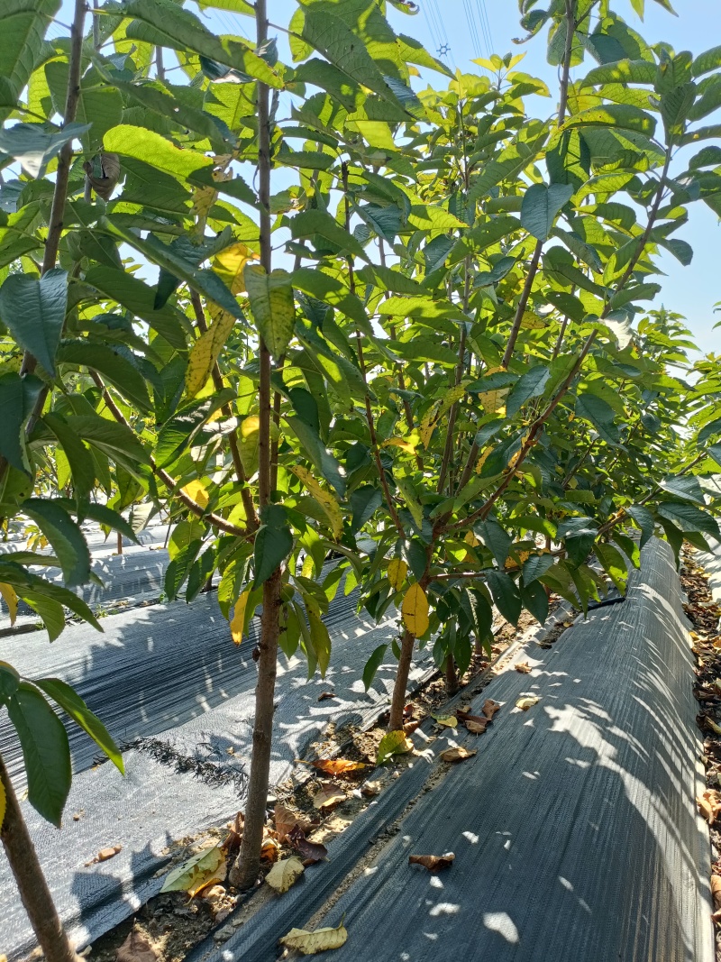 车厘子大樱桃树苗金脆蜜弗里斯克蜜露齐早，基地直发，苗对版