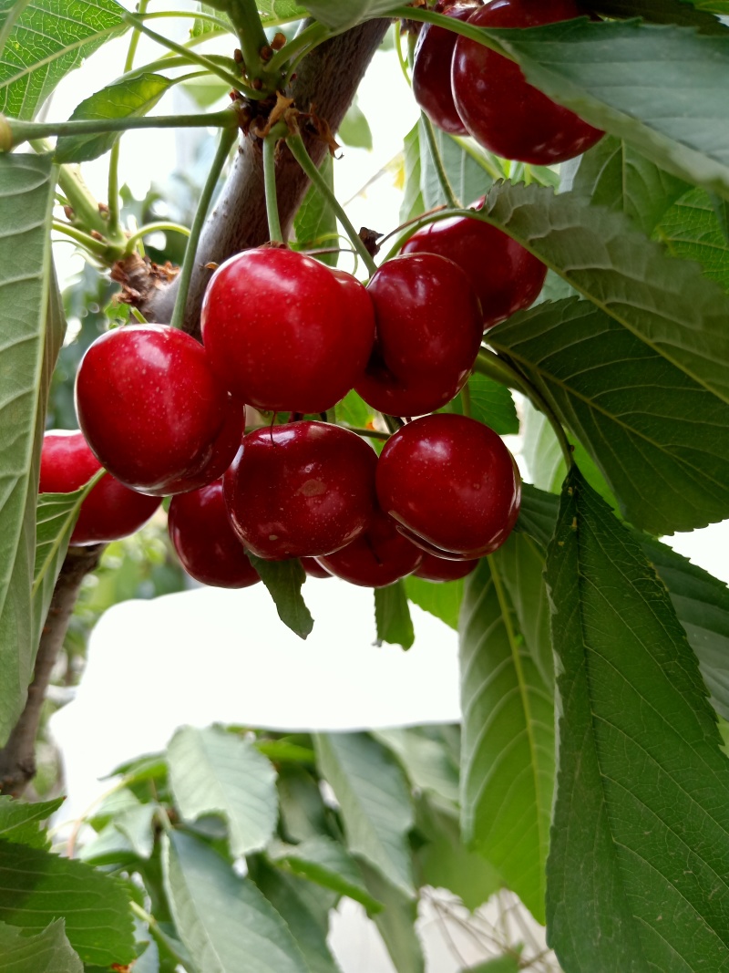 车厘子大樱桃树苗金脆蜜弗里斯克蜜露齐早，基地直发，苗对版