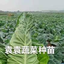 牛心、鸡心包菜苗、甘蓝苗
