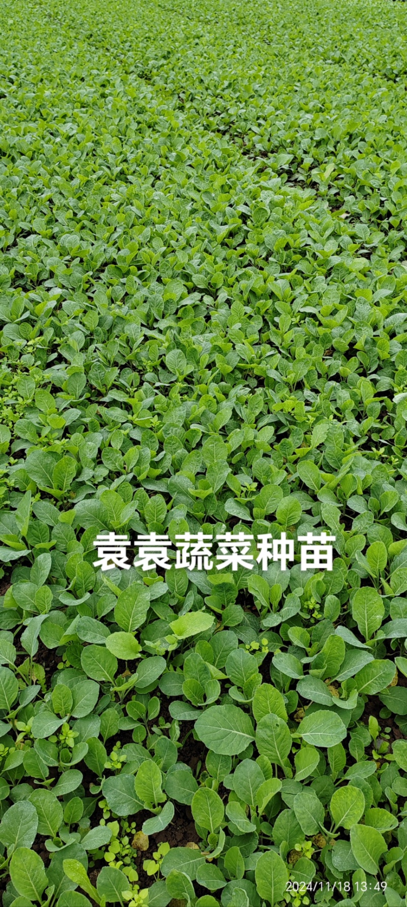 牛心、鸡心包菜苗、甘蓝苗