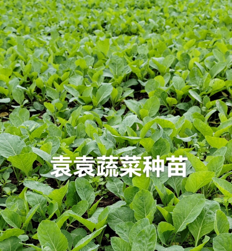 牛心、鸡心包菜苗、甘蓝苗