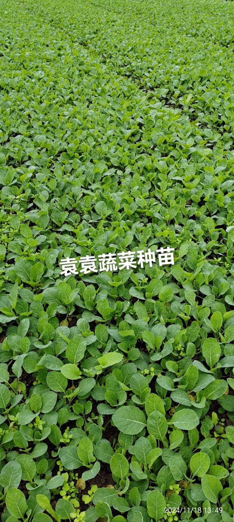 牛心、鸡心包菜苗、甘蓝苗