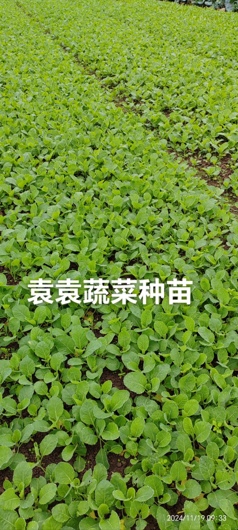 牛心、鸡心包菜苗、甘蓝苗