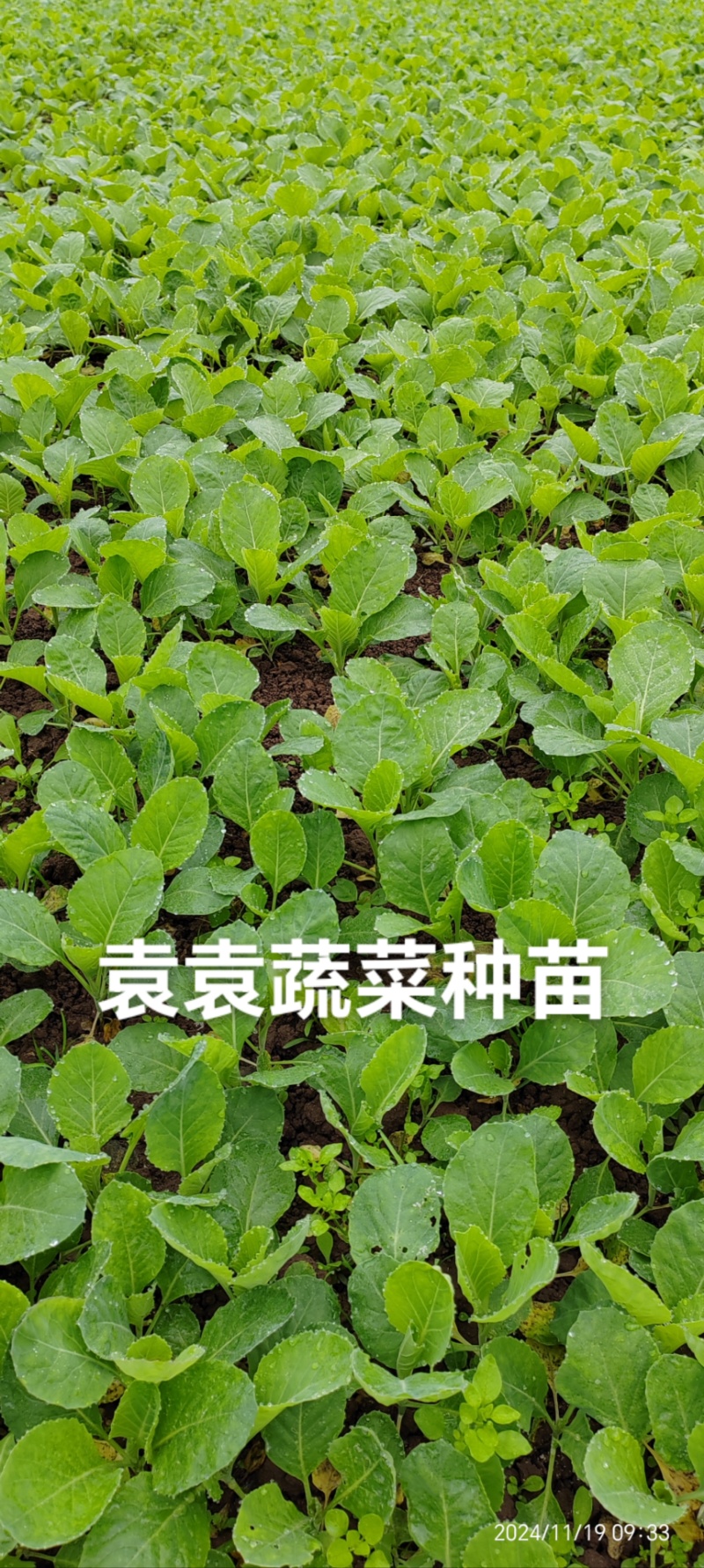 牛心、鸡心包菜苗、甘蓝苗