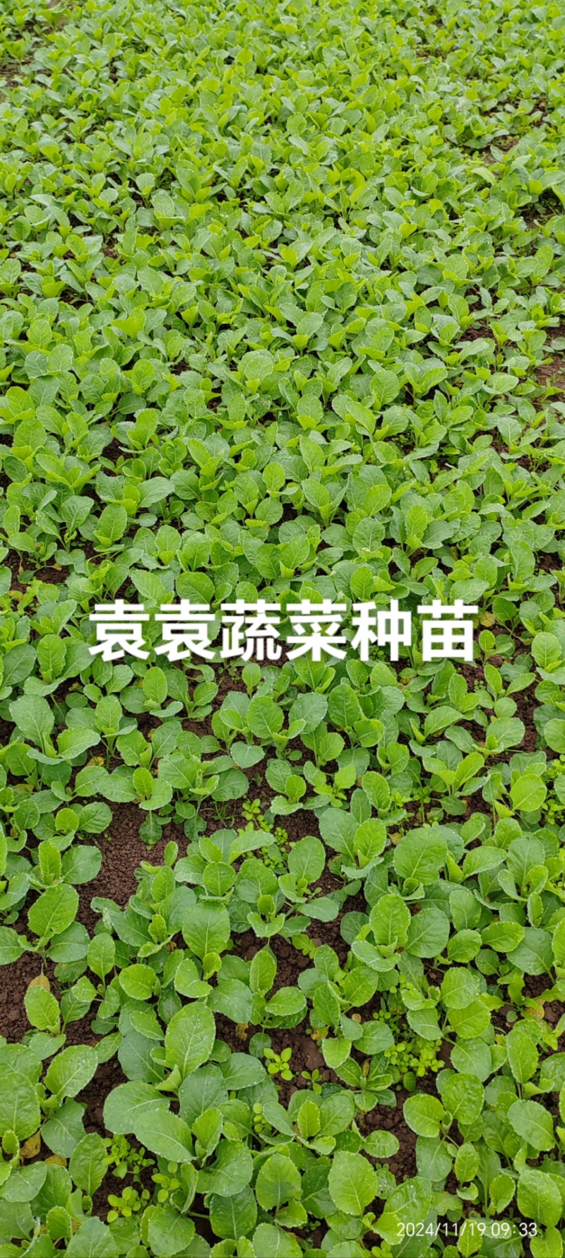 牛心、鸡心包菜苗、甘蓝苗