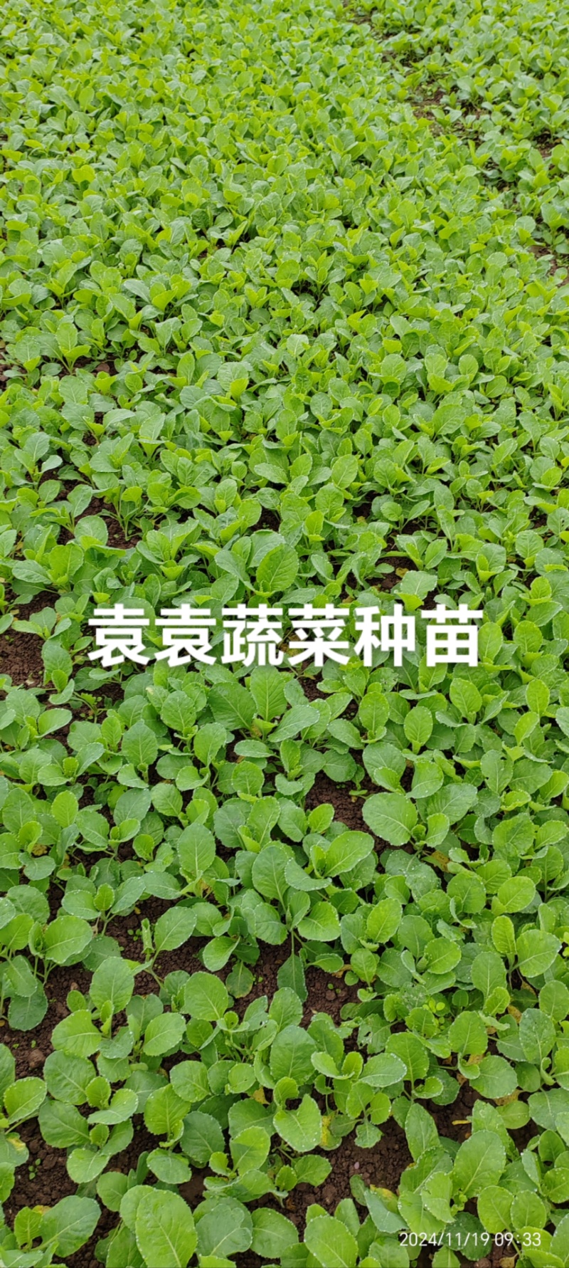 牛心、鸡心包菜苗、甘蓝苗