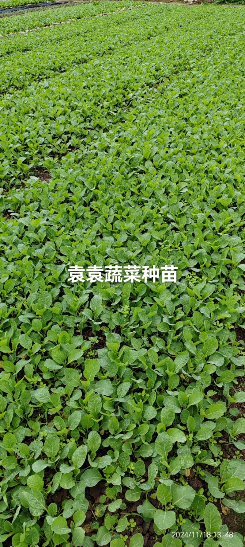 牛心、鸡心包菜苗、甘蓝苗