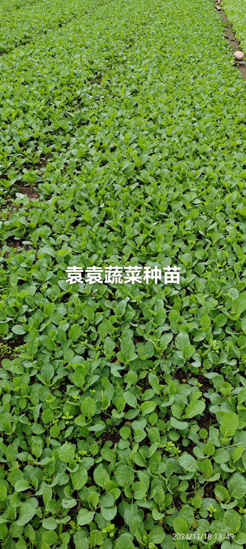 牛心、鸡心包菜苗、甘蓝苗