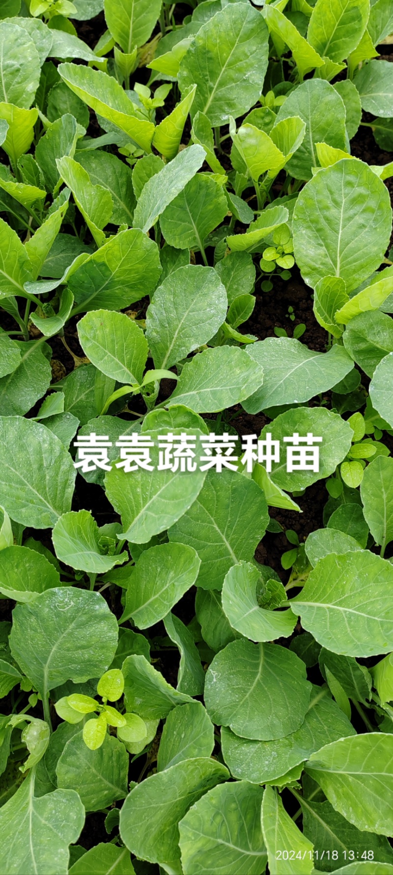 牛心、鸡心包菜苗、甘蓝苗