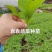 牛心、鸡心包菜苗、甘蓝苗