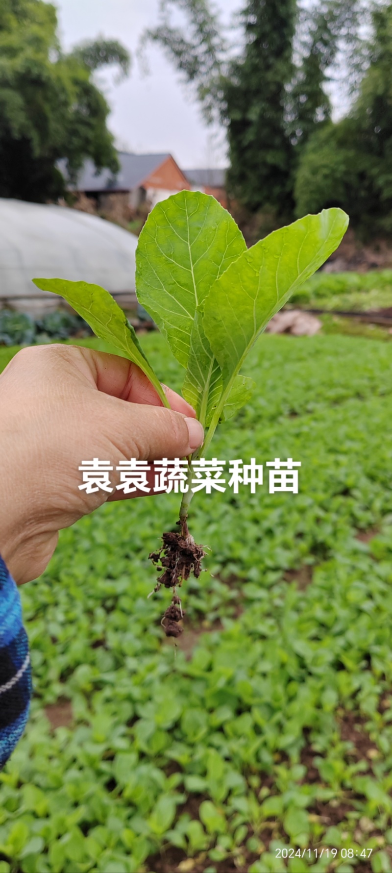 牛心、鸡心包菜苗、甘蓝苗