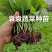 牛心、鸡心包菜苗、甘蓝苗