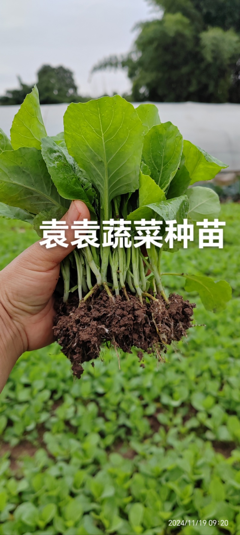 牛心、鸡心包菜苗、甘蓝苗