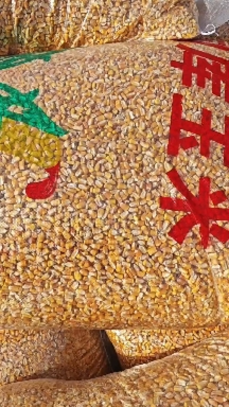 玉米厂家大量现货玉米玉米粒二等玉米