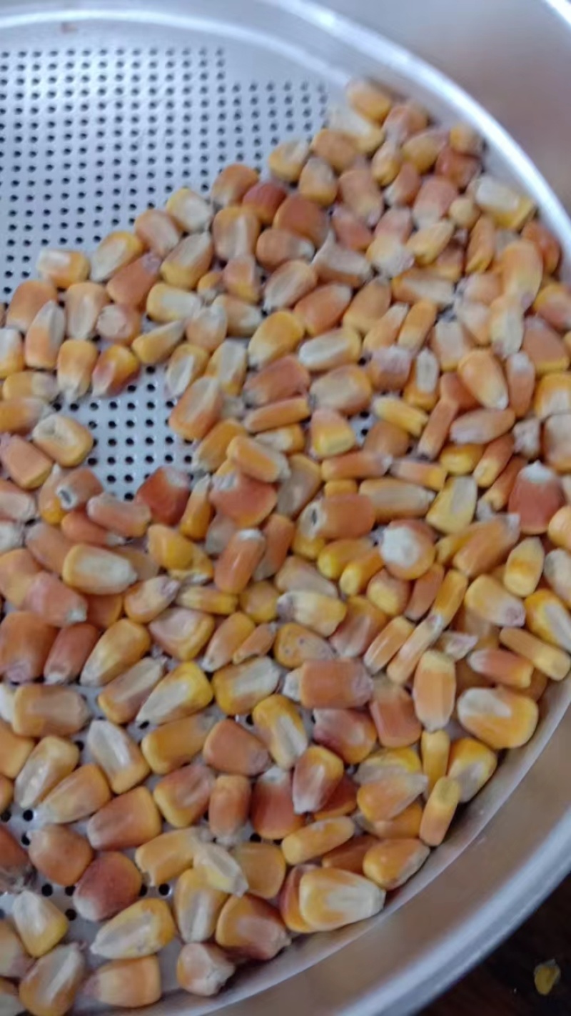 玉米厂家大量现货玉米玉米粒二等玉米