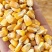 玉米厂家大量现货玉米玉米粒二等玉米