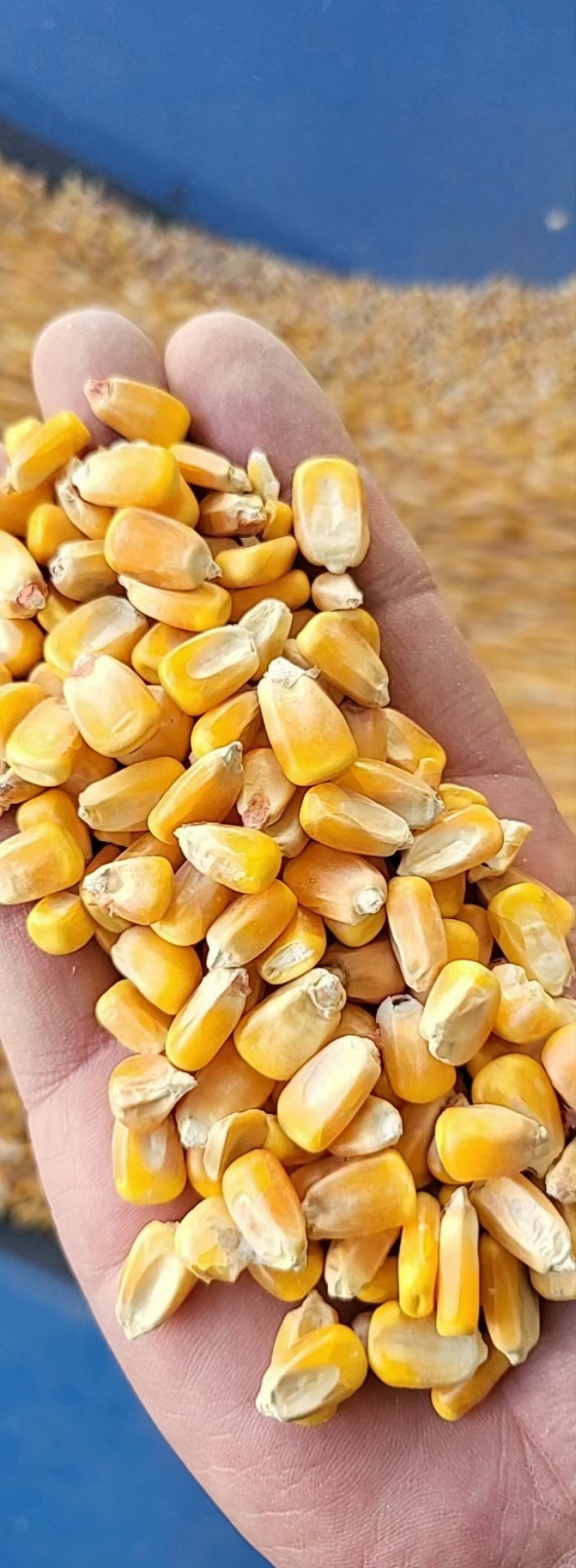 玉米厂家大量现货玉米玉米粒二等玉米