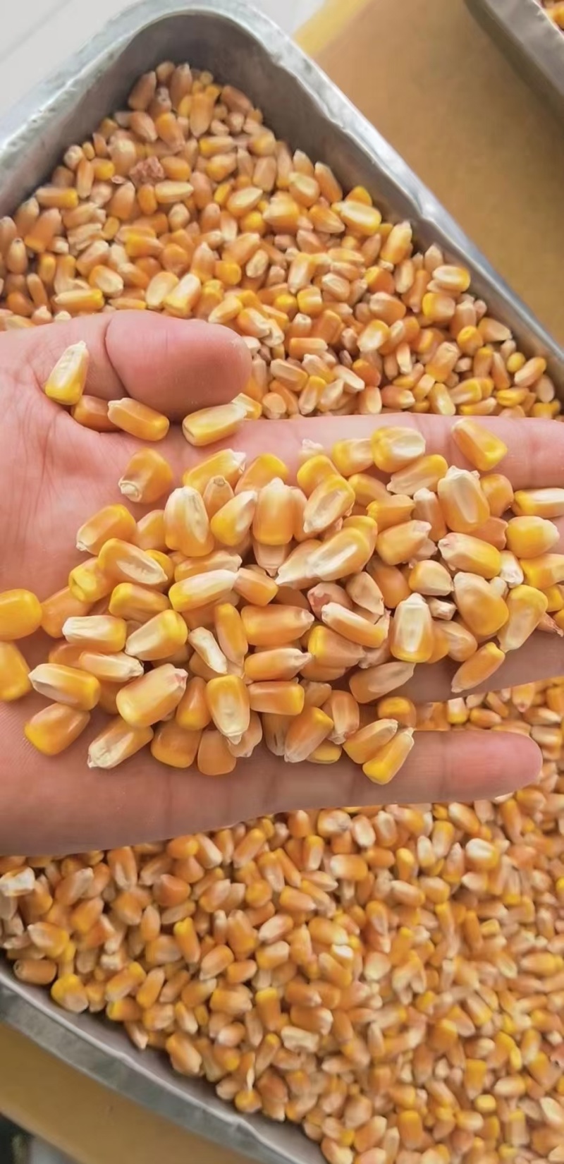玉米厂家大量现货玉米玉米粒二等玉米