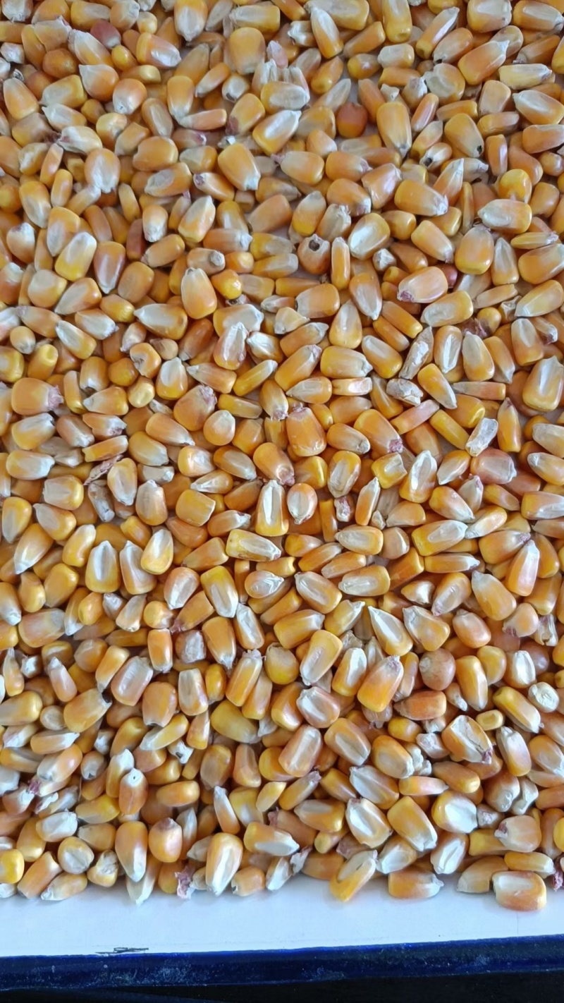 玉米厂家大量现货玉米玉米粒二等玉米