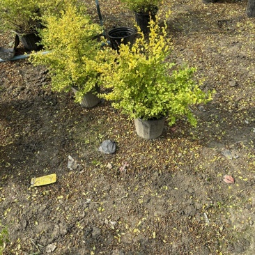 成都亮晶女贞批发成都苗木基地供应各类规格亮晶女贞基地
