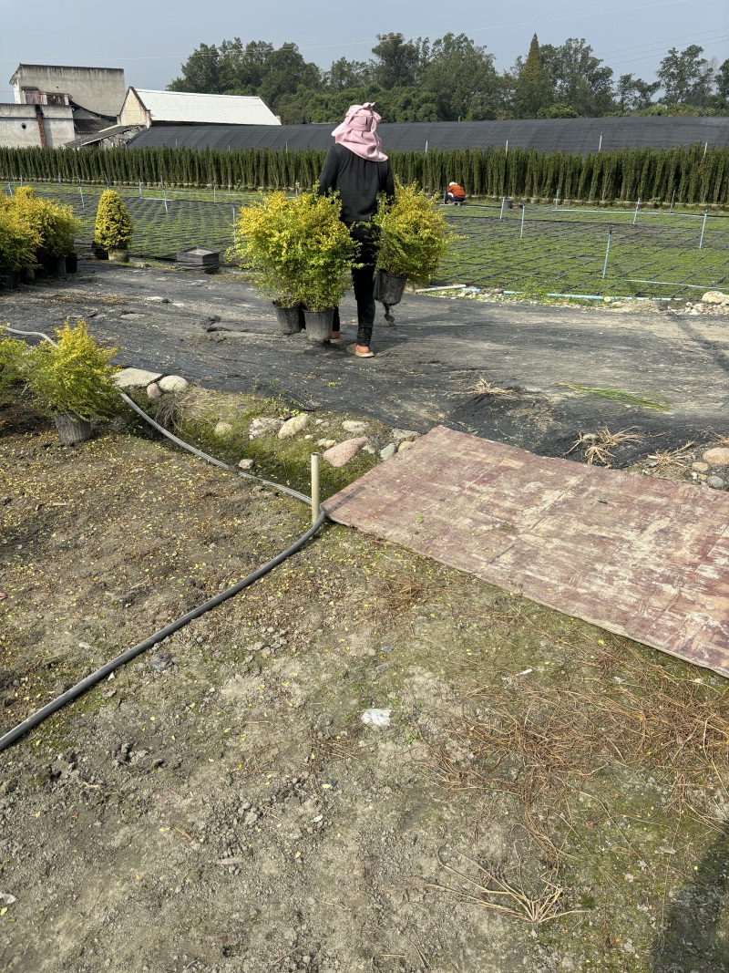 成都亮晶女贞批发成都苗木基地供应各类规格亮晶女贞基地
